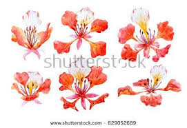 Image Result For Gulmohar Flower Vector Word Art Flower Drawing Flower Sketches Botanical Art
