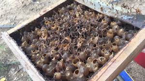 Lalat soldadu hitam ialah sejenis lalat yang sangat biasa dari keluarga stratiomyidae dimana larva hidup dengan menghuraikan kompos. Mentari Bee Island Kelulut La Nina Dan Krisis Ekonomi Musim Hujan Sudah Tiba Rakan Rakan Di Sebelah Utara Baru Maklum Serangan Black Soldier Fly Lalat Askar Hitam Aktif Menyerang Koloni Semula Pakat2