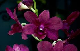 Identifying Orchids Longwood Gardens