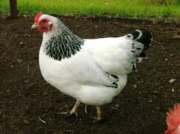 They are considered a heritage chicken. 10 Breeds Of Chicken That Will Lay Tons Of Eggs For You