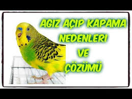 Agiz Acip Kapama Nedenleri Ve Cozumu Youtube