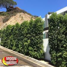 We did not find results for: Indian Laurel Columns The Ficus Nitida Or Indian Laurel Has Been The Number One Selling Tree At Moon Valley Nurs Valley Nursery Hedge Trees Landscape Design