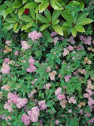 Image result for Spiraea japonica ´Little Princess