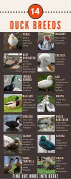 Duck Breeds 14 Breeds You Could Own And Their Facts At A Glance Duck Breeds Pet Ducks Duck Coop