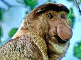 But you will be taken aback by some members of this kingdom. World S Ugliest Animal Competition