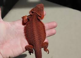 Image result for Pogonarthria refracta