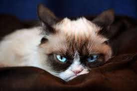Grumpy Cat Blank Template Imgflip