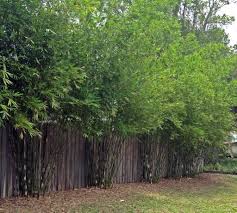 Seabreeze Bamboo Bambusa Malingensis Full Sun Part Shade 35 55 With 2 Diameter Canes Ver Backyard Garden Design Herb Garden Design Florida Landscaping
