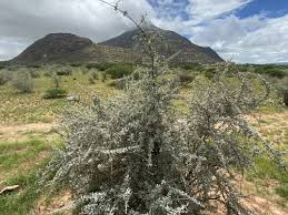 Image result for Catophractes alexandri