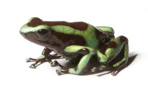 Maybe you would like to learn more about one of these? Green And Black Poison Dart Frog Wikipedia