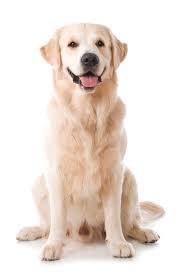 Golden Retriever Sitting On White Background Goldenretriever Golden Retriever Retriever Labrador Retriever
