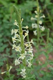 Image result for Chascanum