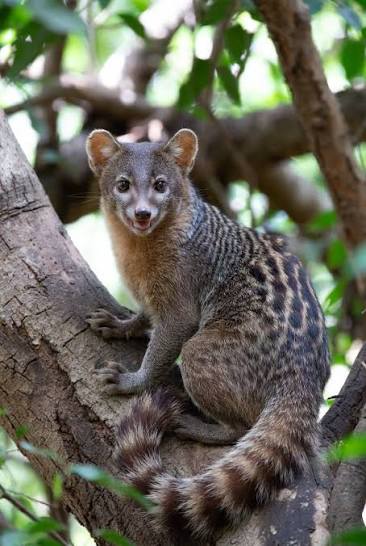 📸 African Palm Civet Hidden beneath the canopy of Africa's warm, leafy  nights, the African palm civet moves like a whisper in the dark ✨. With its  sleek chocolate coat, bright curious