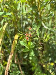 Image result for Alysicarpus glumaceus