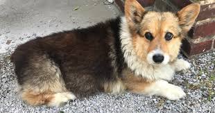 It can be obtained by exchanging 9,999 mysterious bones with the pwi market agent in south archosaur (554 625) for a battle corgi coupon. Corgi Gets Lost After Storm Goes Viral Online Cbs News