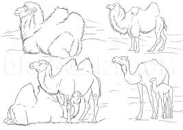 Observe how to draw a camel at a basic level. How To Draw Camels Step By Step Drawing Guide By Neekonoir Dragoart Com