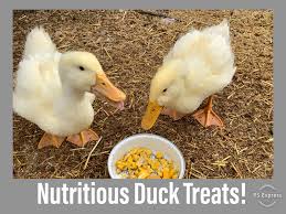Nutritious Duck Treats Duck Breeds Pet Ducks Duck Feed