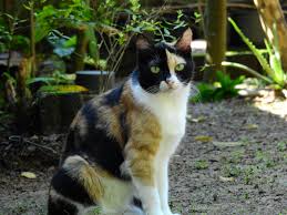 A cat is a furry animal that has a long tail and sharp claws. Calico Cat Wikipedia