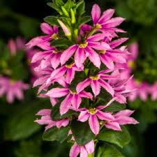 Image result for foto Vějířovka