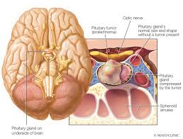 Image result for Prolactin