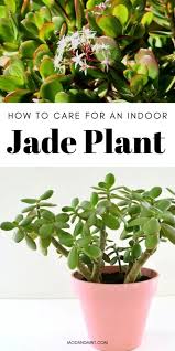 Check spelling or type a new query. Jade Plant Succulent How To Grow And Care For Your Indoor Jade Plant