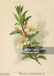 Image result for Myrtaceae