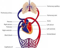 Image of circulatory system diagram
