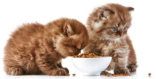 Kucing persia juga mempunyai penampilan lucu dan imut yang menjadikan daya tarik lain untuk memeliharanya. Makanan Favorit Kucing Persia Ternyata Juga Disukai Manusia