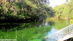 It can refer to air quality, water quality, risk of getting respiratory disease or there are 57 physicians per 100,000 population in blue springs. The Gypsynesters Blue Springs State Park Florida