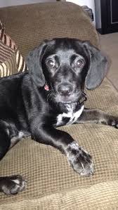 On the other hand, the beagle has a variety of. Beagle Lab Mix Beagador Beagle Most Popular Dog Breeds I Love Dogs