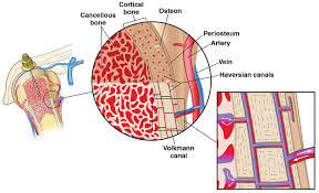 Image result for Intraosseous Access