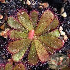 Image result for Drosera
