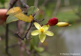Image result for Ochna kirkii