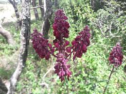 Image result for Alvesia