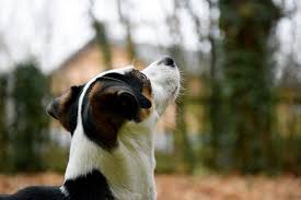 And the most effective may be hemp oil for dogs. Asthma In Dogs Symptoms Management Canna Pet