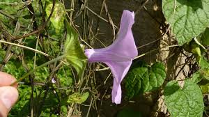 Image result for Ipomoea involucrata
