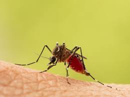 Image result for mosquito bite