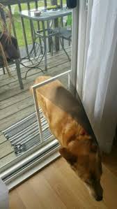 Diy Doggie Door For Screen Door I Looked And Looked And Could Find What I Wanted So I Went To Home Depot And For Under Diy Doggie Door Diy Dog Stuff