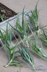 Image result for Aloe arborescens × inyangensis