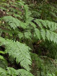 Image result for Diplazium humbertii