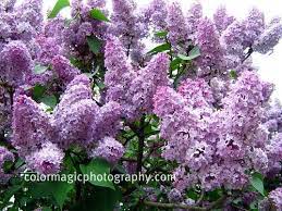 Get the best deal for summer flowering trees from the largest online selection at ebay.com. Pin On Purple