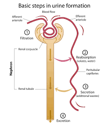 Urine Formation Flow Chart Renal Tubule Nephron The