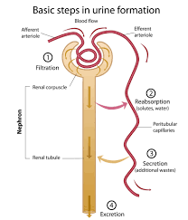 urine formation flow chart renal tubule nephron the