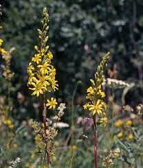 Image result for Ligularia sibirica