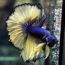 Mustard gas betta mustard gas betta fish are quite remarkable. Live Betta Fish 034 Blue Mustard 034 Beautiful Rosetail Over Halfmoon Male A12 Seller Arielbetta In Usa Peces Exoticos Exotico