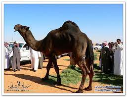 صور مسميات ومصطلحات الإبل عند أهلها لفلي سمايل