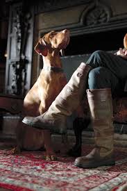 Pin By Daria On Wuff Wuff Yip Yip Dogs Vizsla Dog Walking
