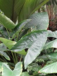 The alocasia zebrina really is a beautiful plant that makes a statement in any room. Lg Zebrina Reticulata Elephant Ear Plant Alocasia Real Tropicals