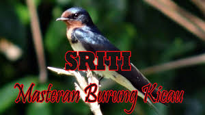 Suara burung pallow sriti bisa buat masteran. Download Suara Burung Sriti Paling Gacor Juara 2018 Mp3 Mp4 3gp Flv Download Lagu Mp3 Gratis
