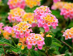 Mediterran Toplista Oazis Kerteszet Lantana Camara Lantana Lantana Plant